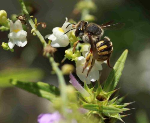 Réf. 266 251 : Anthidium sp.